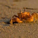 crabs on the beach