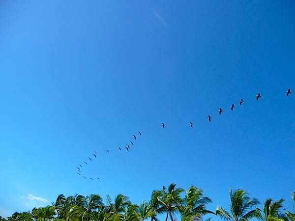 pelicans