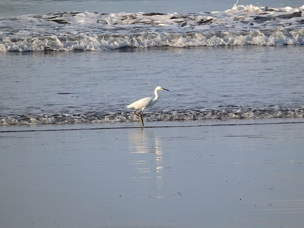 Garza blanca