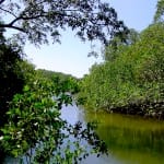 mangroves