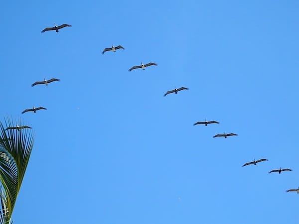 Pelican