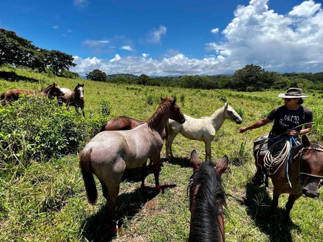 wild horses
