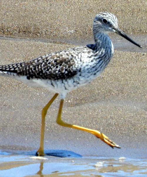 Yellow Legs