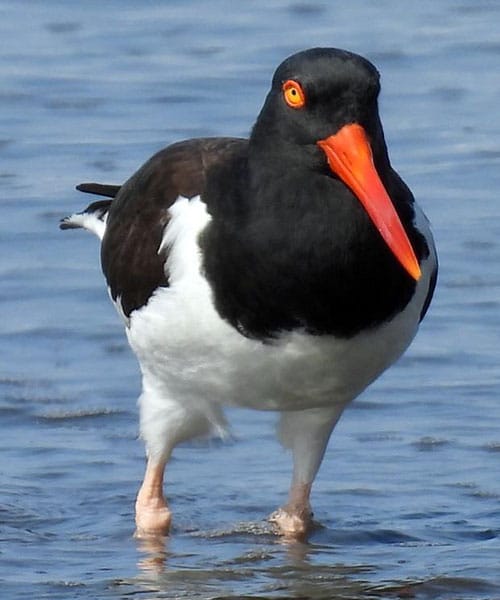 American Oystercatcher
