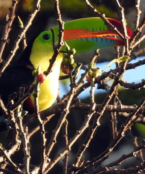 Toucan