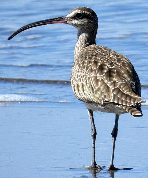 Long Snale